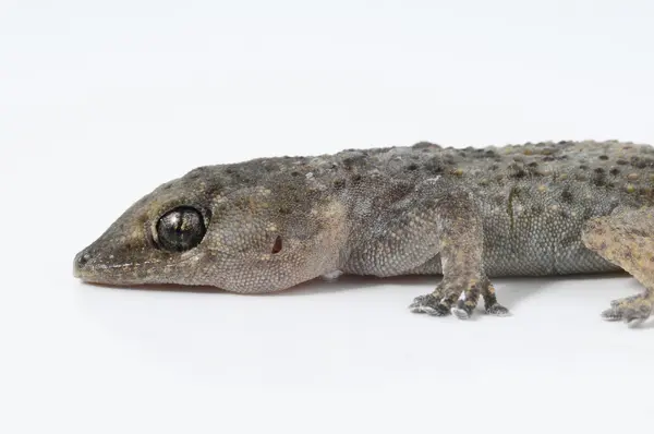 Gecko jaszczurka — Zdjęcie stockowe