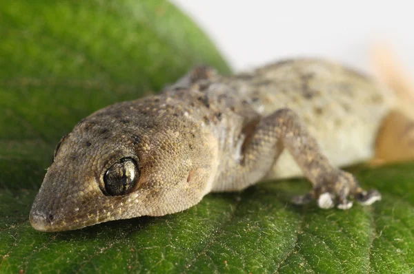 Gecko ještěrka a list — Stock fotografie