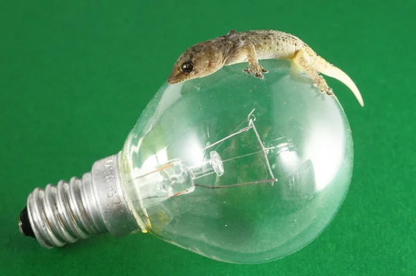 Lagarto Gecko e lâmpada — Fotografia de Stock