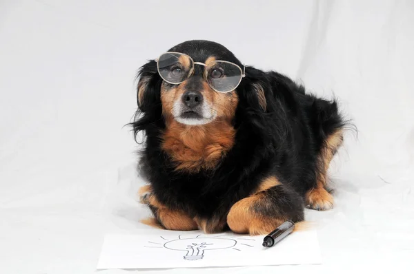 Dibujo perro —  Fotos de Stock