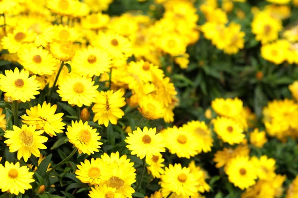 Colored Flowers — Stock Photo, Image