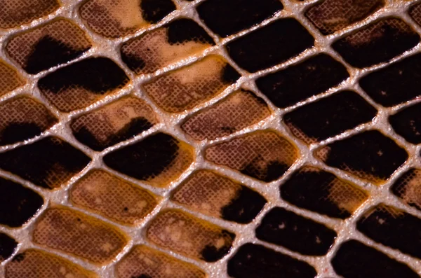 Textura de padrão sem costura de pele de cobra — Fotografia de Stock