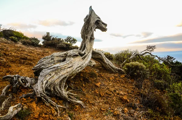 Gnarled genévrier en forme par le vent — Photo