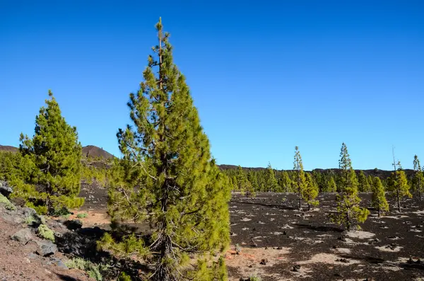 Foresta nel Parco Nazionale del Teide Tenerife — Foto Stock