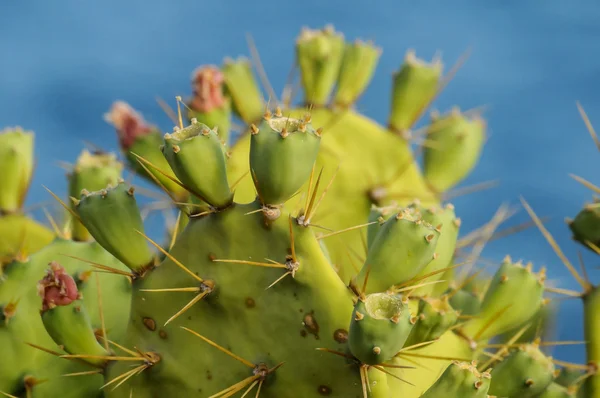 Pricly Poire Sauvage Vert Succulent Cactus — Photo