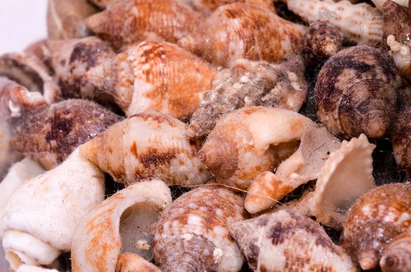 Background of sea shells — Stock Photo, Image