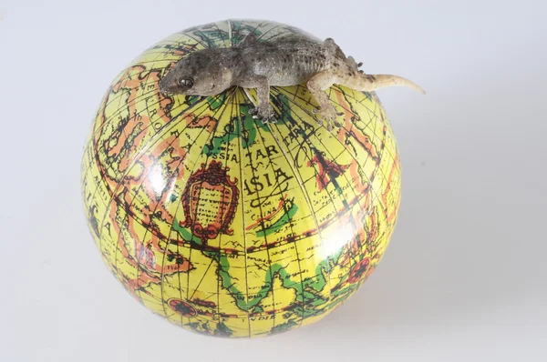 Gecko ödla och globe — Stockfoto