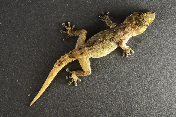 Grijze gecko hagedis — Stockfoto