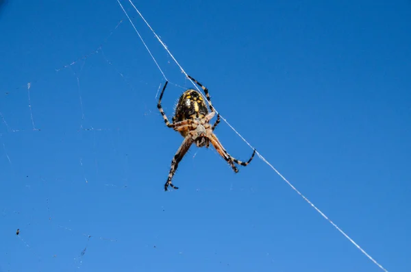 Araña y tela —  Fotos de Stock