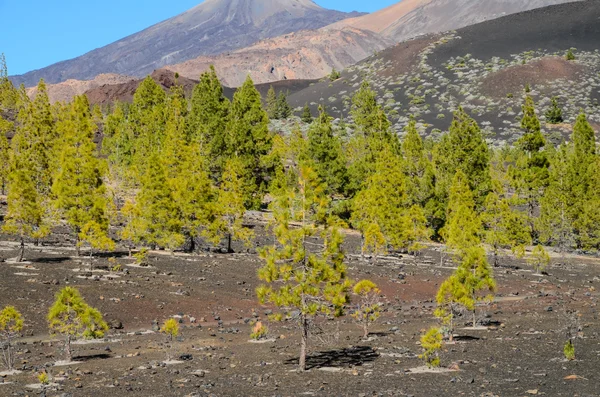 Bosque en el Parque Nacional del Teide Tenerife — Foto de Stock