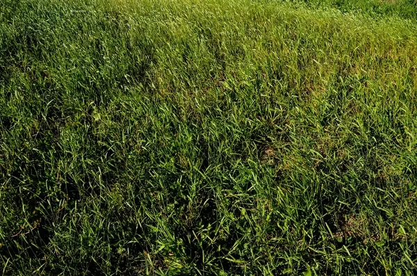 Texture Grass — Stock Photo, Image