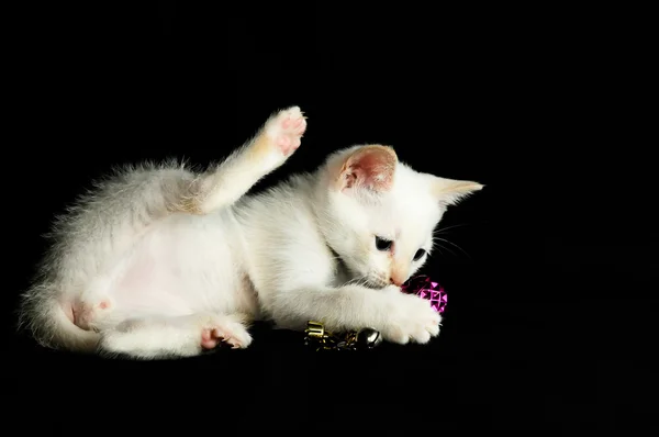 Белая детская кошка — стоковое фото