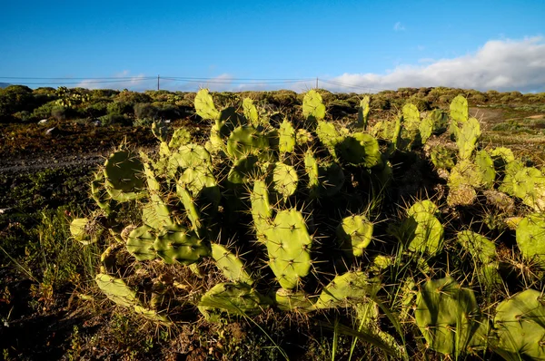 Cactus dans le désert — Photo