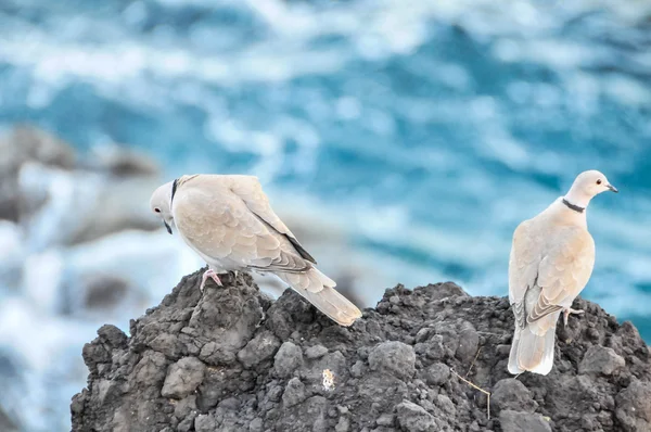 Pombo — Fotografia de Stock