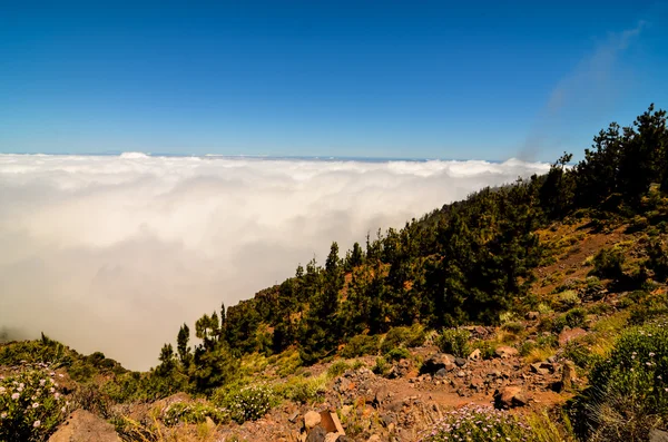 Nuvole alte sopra la foresta di alberi di pigne — Foto Stock