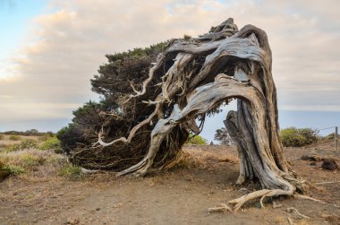 Gnarled Juniper Tree Shaped By The Wind clipart