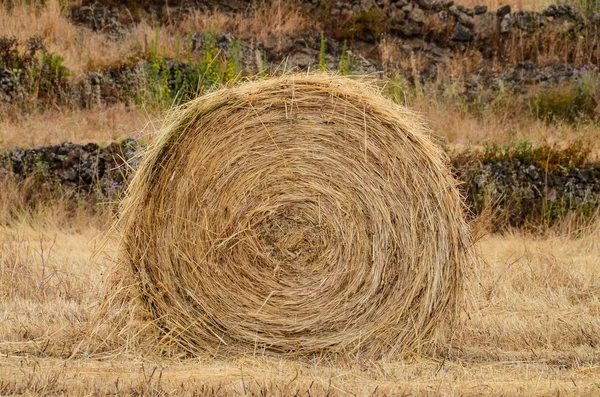 Skalotteløg - Stock-foto