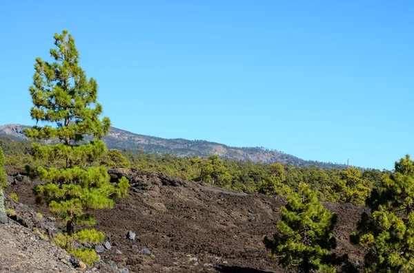 Lesa v národním parku Teide Tenerife — Stock fotografie