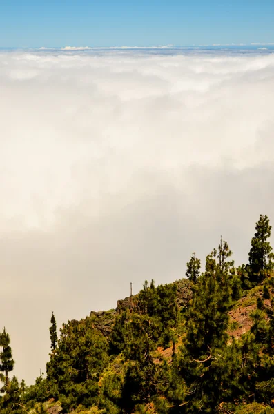 Hohe Wolken über dem Kiefernzapfenwald — Stockfoto