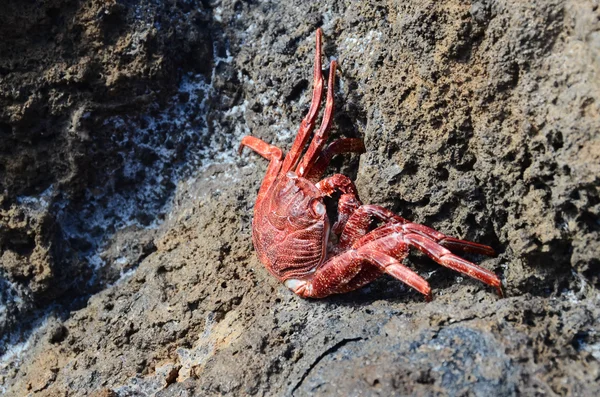 Rote Krabbe — Stockfoto