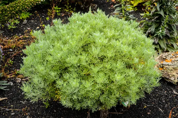 Зеленое суккулентное растение — стоковое фото