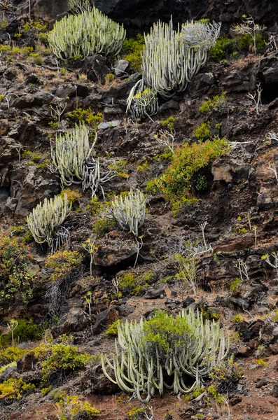 玄武岩質火山の山の上にサボテン — ストック写真