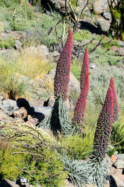 Tenerife adasının Tajinaste çiçek — Stok fotoğraf