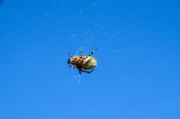 Pavouk a web — Stock fotografie