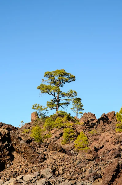 Floresta no Parque Nacional de Teide Tenerife — Fotografia de Stock