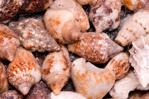 Background of sea shells — Stock Photo, Image