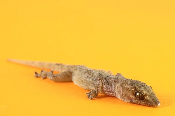 Lagarto gecko cinza — Fotografia de Stock