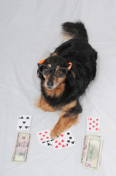 Cão de Poker — Fotografia de Stock