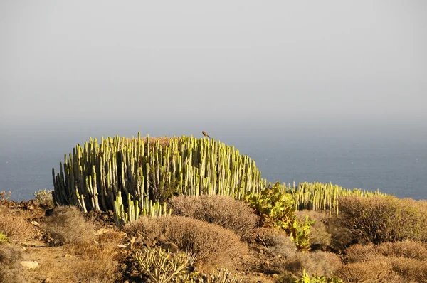 Green Big Cactus in the Desert — Stock Photo, Image