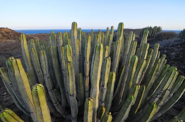 Cacto vegetal suculento no deserto seco — Fotografia de Stock