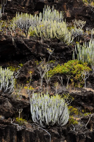 Cactus pe Muntele Vulcanic Basaltic — Fotografie, imagine de stoc