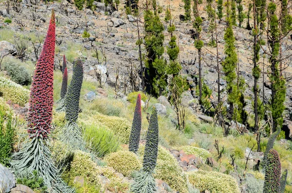 Tenerife adasının Tajinaste çiçek — Stok fotoğraf