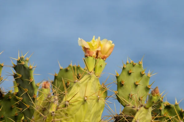 Pricly Poire Sauvage Vert Succulent Cactus — Photo