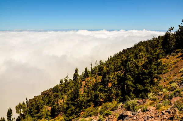 소나무 숲 위의 높은 구름 — 스톡 사진