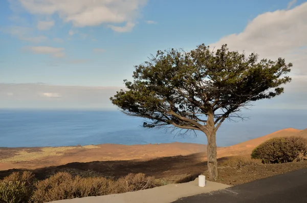 Ginepro Gnarled a forma di albero dal vento — Foto Stock