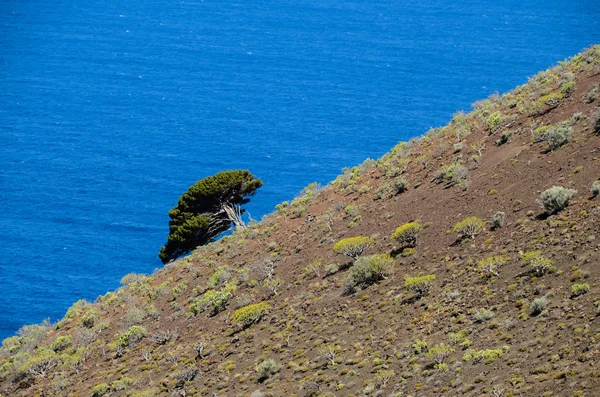 Gnarled árbol de enebro en forma de viento — Foto de Stock