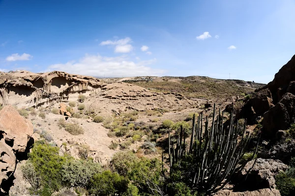 Dry landscape — Stock Photo, Image