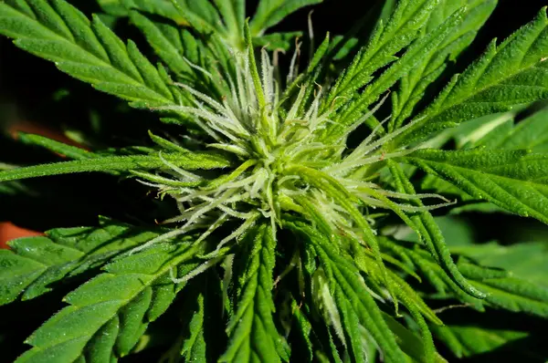 Cannabisbakgrunn – stockfoto