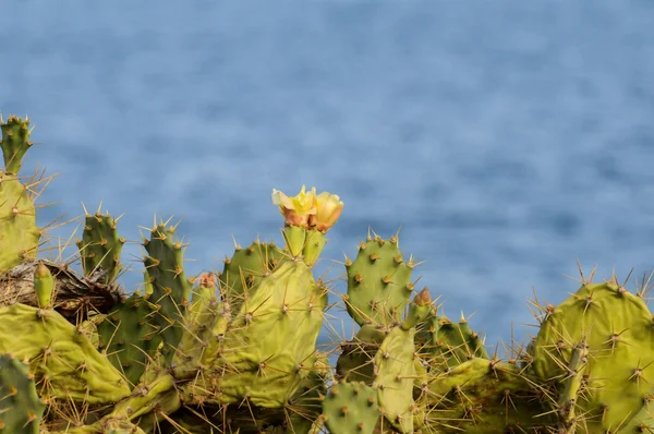 Pricly Poire Sauvage Vert Succulent Cactus — Photo