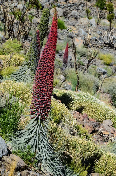 Tajinaste Flower of Tenerife Island — Stock Photo, Image