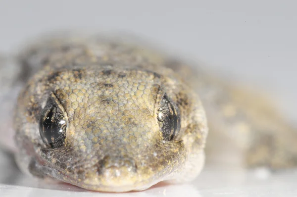 Geckoeidechse — Stockfoto