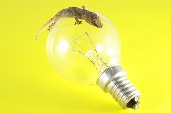 Gecko jaszczurka i żarówka — Zdjęcie stockowe