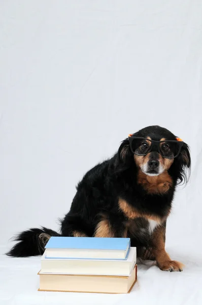 Reading Dog — Stock Photo, Image