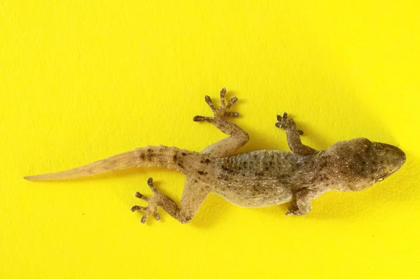 Grijze gecko hagedis — Stockfoto