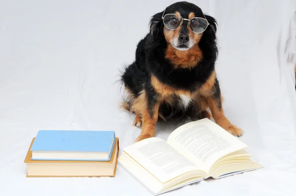 Lectura de perro —  Fotos de Stock
