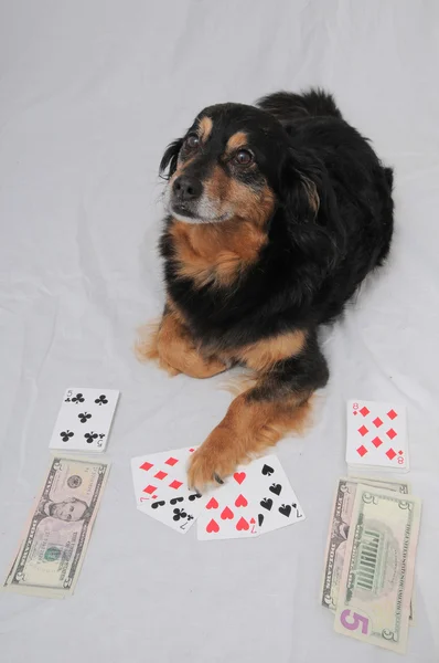 Poker Dog — Stock fotografie